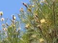 vignette Grevillea 'Spiderman'