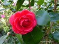 vignette Camellia japonica Margherita Coleoni gros plan au 09 03 15