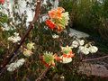 vignette Edgeworthia chrysantha red dragon qui commence à ouvrir ses fleurs parfumées autre vue au 09 03 15