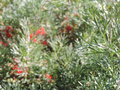 vignette Grevillea 'Winpara gem'