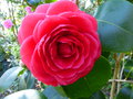 vignette Camellia japonica Margherita coleoni gros plan au 11 03 15
