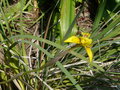 vignette Iris japonais ,Amoraea neglecta