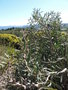 vignette Hakea cinerea