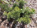 vignette Isopogon anemonifolius