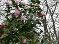 vignette Camellia japonica Margaret Davis au 12 03 15