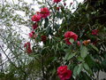 vignette Camellia Francie L aux trs grandes fleurs au 12 03 15