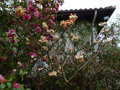 vignette Edgeworthia chrysantha red dragon sous l'immense Camellia williamsii brigadoon au 12 03 15
