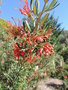 vignette Grevillea 'Poorinda Peter'