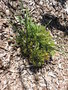 vignette Isopogon anemonifolius