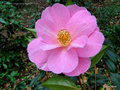 vignette Camélia ' SAYONARA ' camellia hybide williamsii