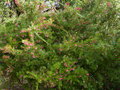 vignette Grevillea rosmarinifolia jenkinsii toujours immensément au 13 03 15