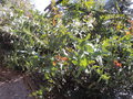 vignette Hakea amplexicaulis