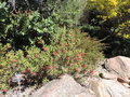 vignette Grevillea rhyolitica