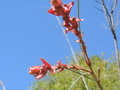 vignette Grevillea leucopteris