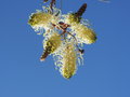 vignette Grevillea leucopteris