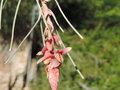 vignette Grevillea leucopteris