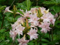 vignette Rhododendron (Ghent) 