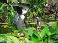 vignette 015-Kew Gardens , serre Nymphas