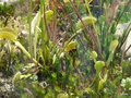 vignette 019-Dionaea muscipula
