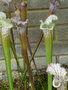 vignette 030-Sarracenia alata x leucophylla