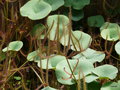 vignette 020- Utricularia nelumbifolia