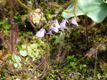 vignette 021-Utricularia nelumbifolia