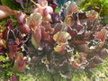 vignette 034-Sarracenia leucophylla purpurea