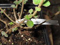 vignette Viburnum dilatatum