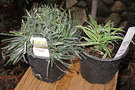 vignette Ficinia truncata 'Ice Crystal' & Atrophodium candidum 'Little Lilia'