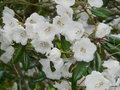 vignette Rhododendron (Souliei FCC x Yakushimanum)