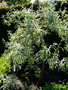vignette 09-Pyrus salicifolia 