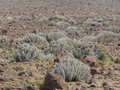 vignette Euphorbia handiense, Fuerteventura