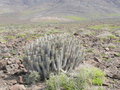 vignette Euphorbia handiense, Fuerteventura