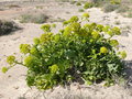 vignette Astydamia latifolia, Fuerteventura