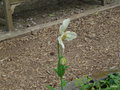 vignette Meconopsis betonicifolia, ou grandis ?