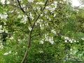 vignette Halesia diptera var.magniflora