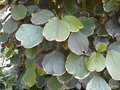 vignette Acalypha wilkesiana 