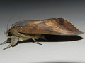 vignette Papillon (Achaea serva)