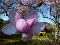 vignette Magnolia Iolanthe autre gros plan au 15 03 15
