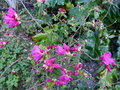vignette Rhododendron Boskoop ostara premires fleurs au 20 03 15