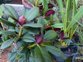 vignette Rhododendron Burletta au 20 03 15