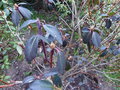 vignette Rhododendron Cinnabarinum purpurellum au 20 03 15