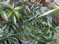 vignette Rhododendron Graziella au 20 03 15