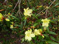vignette Rhododendron lutescens premires fleurs magnifiques gros plan au 19 03 15