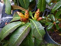 vignette Rhododendron Macabeanum nouveau autre forme (KW7724) au 19 03 15