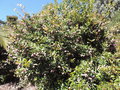 vignette Syzygium smithii 'Minor'