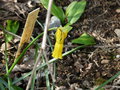 vignette Narcissus cyclamineus , Narcisse cyclamen  ( NO Portugal)