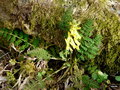 vignette Corydalis cheilanthifolia , Chine