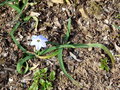 vignette Ipheion uniflora,Tristagma uniflora