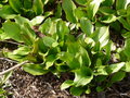 vignette feuilles d'Erythronium